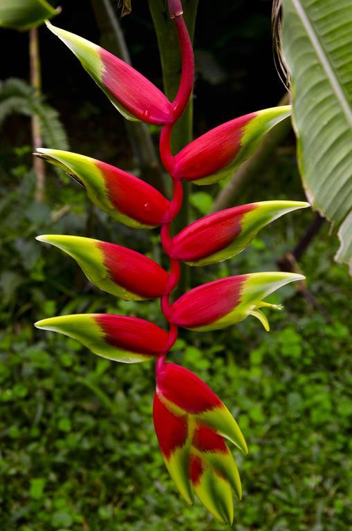 Pousada Das Araucarias Visconde de Mauá Exterior foto