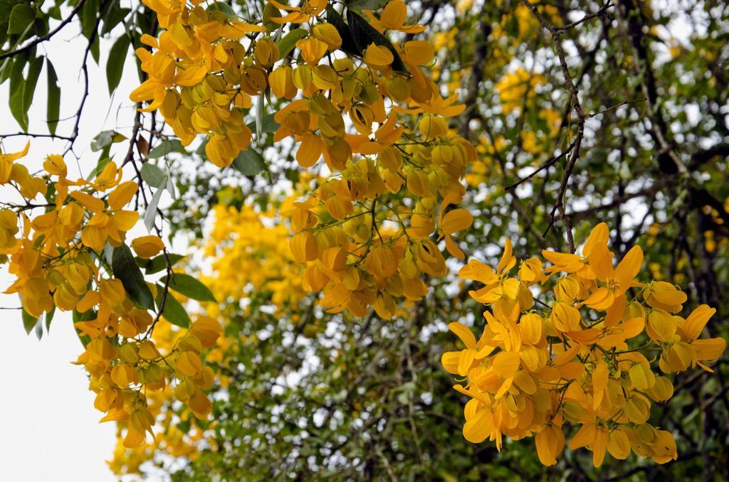 Pousada Das Araucarias Visconde de Mauá Exterior foto